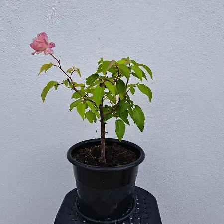 Casa Ciska Homestay Redinha