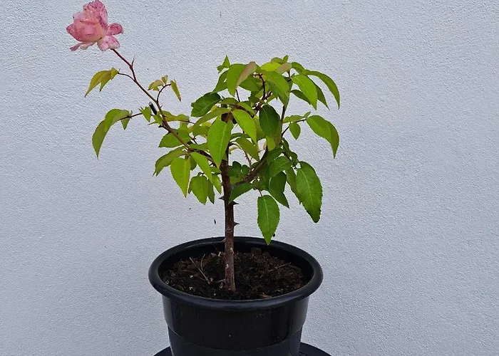 Casa Ciska Pansiyon Redinha